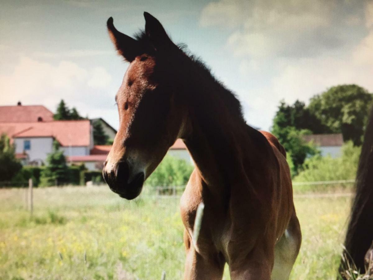 Gut Fischer Pomssen Exterior foto